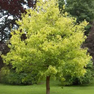 Клен ясенелистный в Полоцке