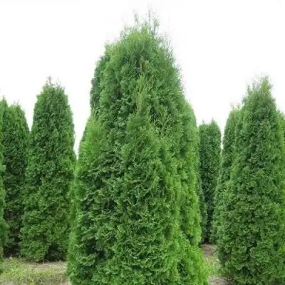 Туя КОЛУМНА западная в Полоцке