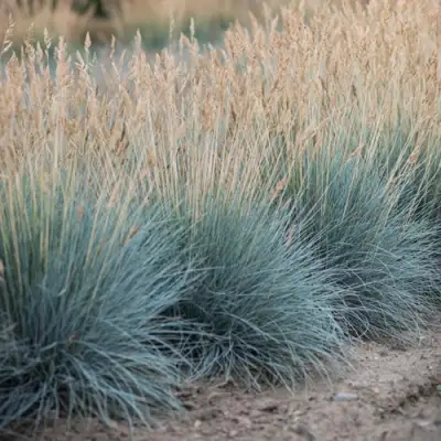 Овсяница АЙСФОГЕЛЬ сизая в Полоцке