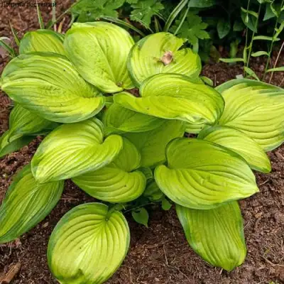 Хоста СТЕЙНД ГЛАСС гибридная в Полоцке