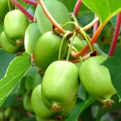 Актинидия ЭСТАФЕТА аргута в Полоцке