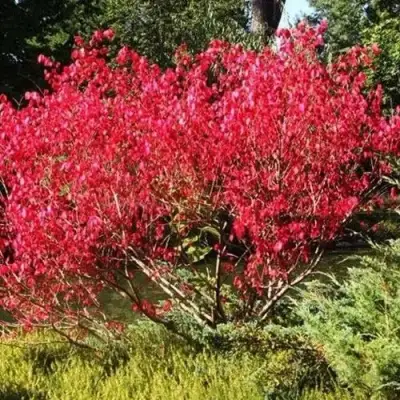 Бересклет ЕВРОПЕЙСКИЙ в Полоцке