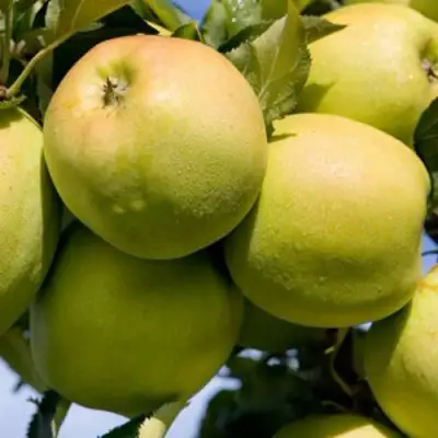 Яблоня МУТСУ в Полоцке