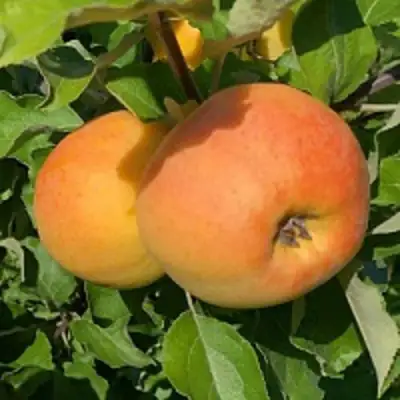 Яблоня АНТОНОВКА ЗОЛОТАЯ в Полоцке