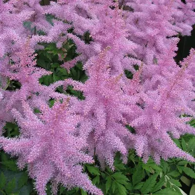 Астильба ГИАЦИНТ Арендса в Полоцке