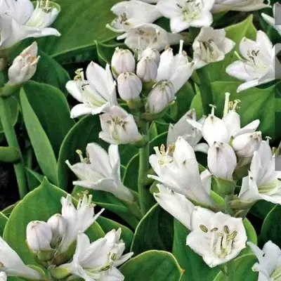 Хоста МОНСТЕР ИРЗ гибридная в Полоцке