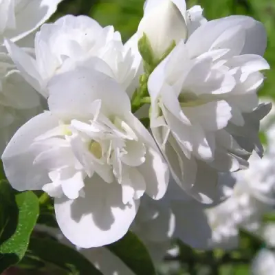 Жасмин ЖИРАНДОЛЬ в Полоцке