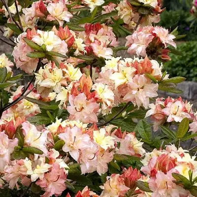 Азалия КЭННОНС ДАБЛ листопадная в Полоцке