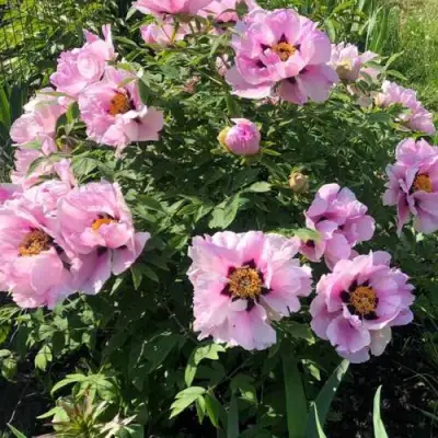 Пион РОЗОВАЯ РЕКА древовидный в Полоцке