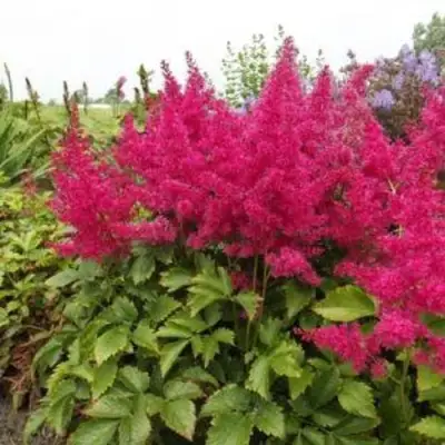 Астильба САННИ ДЕЙ гибридная в Полоцке