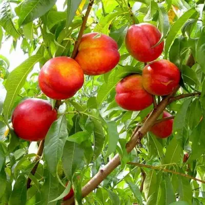 Нектарин ХАРБЛЕЙЗ в Полоцке