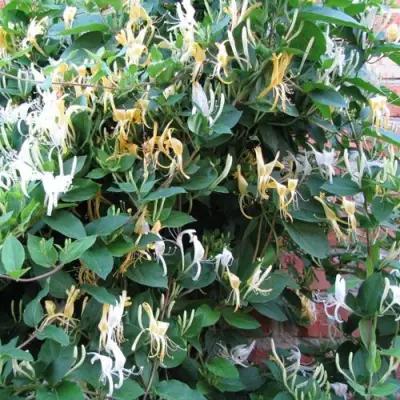 Жимолость ХАЛЛИАНА японская (Хелиана) в Полоцке