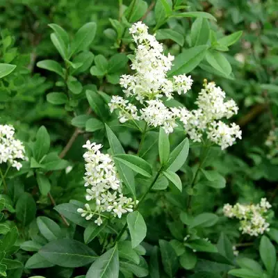 Бирючина обыкновенная АТРОВИРЕНС в Полоцке