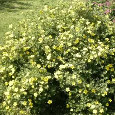 Лапчатка КЛОНДАЙК кустарниковая в Полоцке