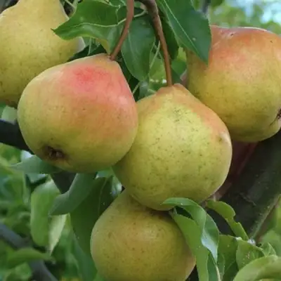 Груша ПАМЯТЬ ЯКОВЛЕВА в Полоцке