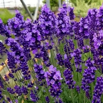 Лаванда ХИДКОТ БЛЮ узколистная в Полоцке
