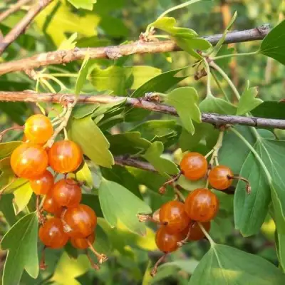 Смородина золотистая ЛЯЙСАН в Полоцке