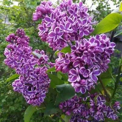 Сирень СЕНСАЦИЯ в Полоцке