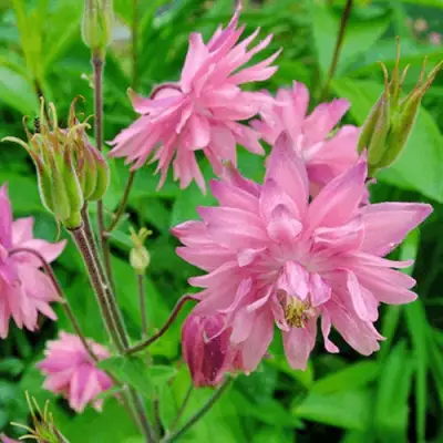 Аквилегия БАРЛОУ ПИНК гибрид МакКаны в Полоцке