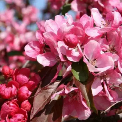 Яблоня РУДОЛЬФ декоративная  в Полоцке