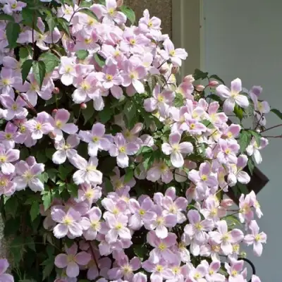 Клематис ГОРНЫЙ в Полоцке