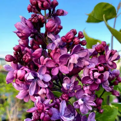 Сирень ВИОЛЕТТА в Полоцке