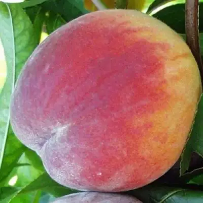 Персик ТОП СВИТ в Полоцке