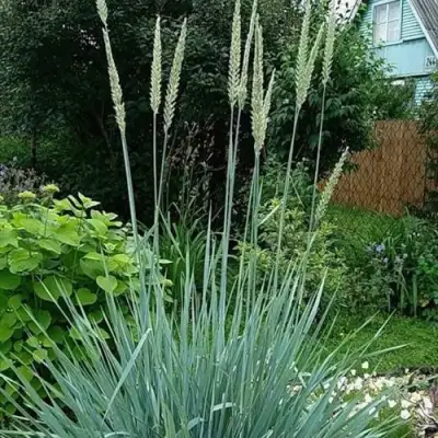 Элимус БЛЮ ДЮН песчаный в Полоцке