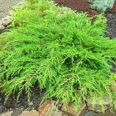 Микробиота ЯКОБСЕН перекрестнопарная в Полоцке