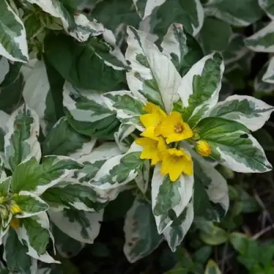 Вербейник АЛЕКСАНДР точечный в Полоцке