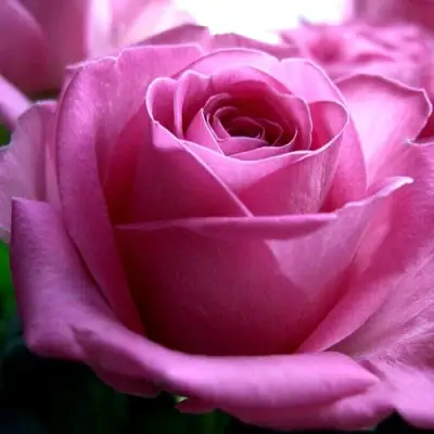 Роза ЭЙФЕЛЕВА БАШНЯ чайно-гибридная в Полоцке