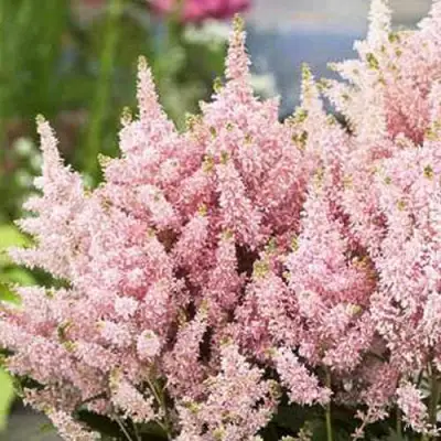 Астильба ЮНИК САЛМОН гибридная в Полоцке