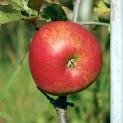 Яблоня ДЫЯМЕНТ в Полоцке