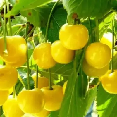 Черешня ПОДСНЕЖНИК в Полоцке