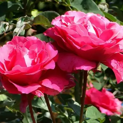 Роза ВИЕН РОУЗ чайно-гибридная в Полоцке