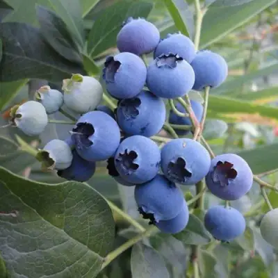 Голубика ЛЕГАЦИЯ в Полоцке