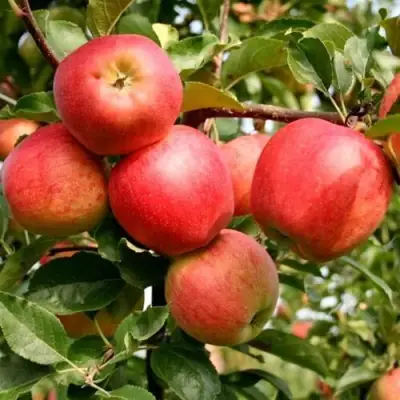 Яблоня ГАЛА МАСТ в Полоцке