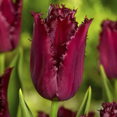 саженцы тюльпана Пасифик Перл