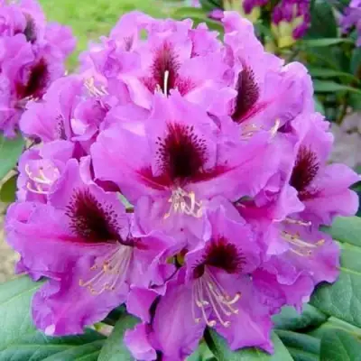 Рододендрон РАСПУТИН в Полоцке