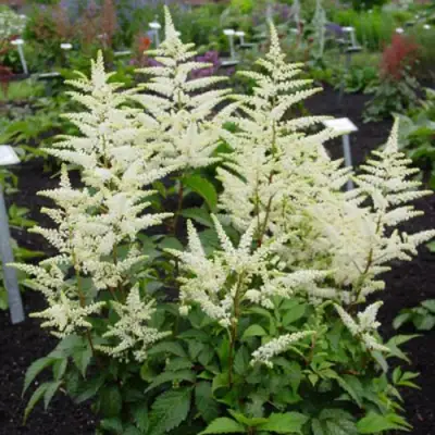 Астильба БРАУТШЛЕЙЕР Арендса в Полоцке