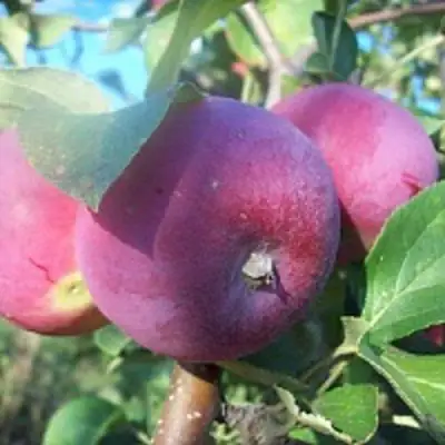 Яблоня СЕРЕБРЯНОЕ КОПЫТЦЕ в Полоцке