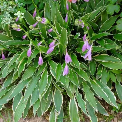 Хоста СТИЛЕТТО гибридная в Полоцке