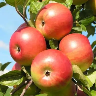 Яблоня ФРИДОМ в Полоцке
