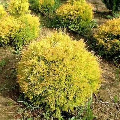 Туя ГЛОБОЗА АУРЕА западная в Полоцке