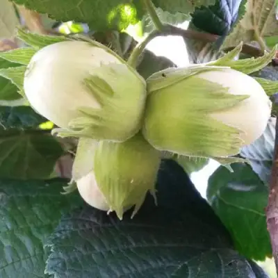 Фундук ЮННАТ в Полоцке