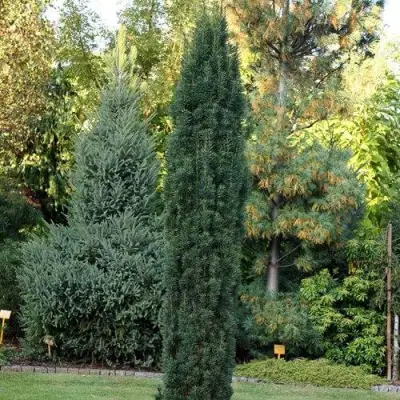 Тис ВОЙТЕК средний  в Полоцке