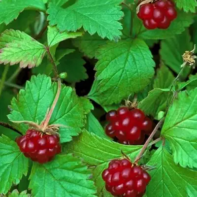 Княженика АУРА в Полоцке