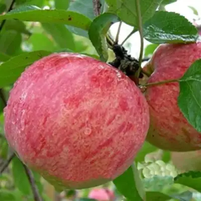 Яблоня ШТРИФЕЛЬ в Полоцке