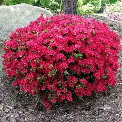 Азалия КАНЗОНЕТТА японская в Полоцке