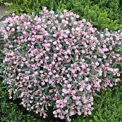 Андромеда БЛЮ АЙС многолистная   в Полоцке